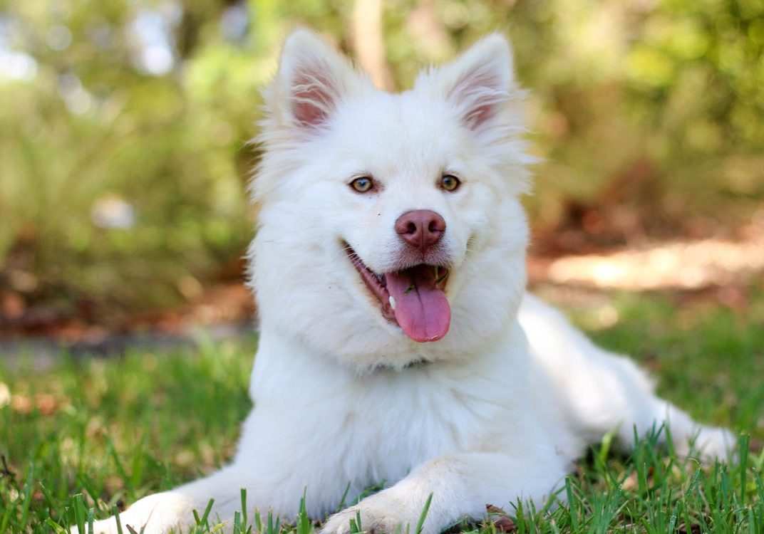 dog